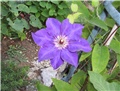 klematis